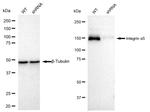 ITGA5 Antibody