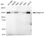 ITGA5 Antibody in Western Blot (WB)