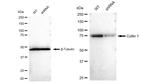 Cullin 1 Antibody