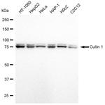 Cullin 1 Antibody in Western Blot (WB)