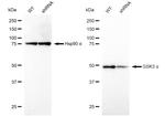 GSK3 alpha Antibody