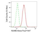 NUMB Antibody in Flow Cytometry (Flow)