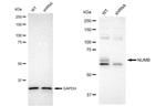 NUMB Antibody