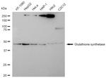 GSS Antibody in Western Blot (WB)