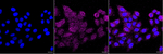EZH2 Recombinant Rabbit Monoclonal Antibody (23GB835)
