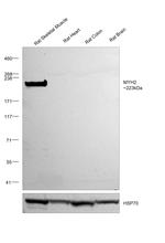 MYH2 Antibody