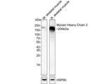 MYH2 Antibody in Western Blot (WB)