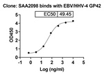 Epstein-Barr Virus Hhv-4 GP42 Humanized Recombinant Human Monoclonal Antibody (SAA2098)