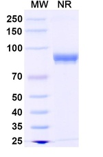 MMP13 Antibody in SDS-PAGE (SDS-PAGE)