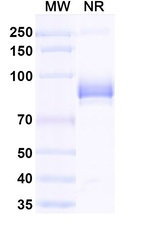 mCherry Antibody in SDS-PAGE (SDS-PAGE)