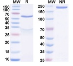 NMDAR1 Antibody in SDS-PAGE (SDS-PAGE)