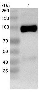 NMDAR1 Recombinant Mouse Monoclonal Antibody (A4B2)