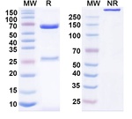 Acasunlimab Humanized Antibody in SDS-PAGE (SDS-PAGE)