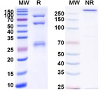 Alnuctamab Humanized Antibody in SDS-PAGE (SDS-PAGE)