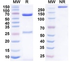 Anumigilimab Humanized Antibody in SDS-PAGE (SDS-PAGE)