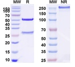 Atrosimab Humanized Recombinant Human Monoclonal Antibody