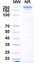 Barzolvolimab Humanized Antibody in SDS-PAGE (SDS-PAGE)