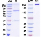 VEGF (BD0801 Biosimilar) Antibody in SDS-PAGE (SDS-PAGE)