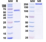 BHQ880 Humanized Recombinant Human Monoclonal Antibody (BHQ880)