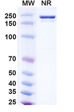 RSV Fusion Protein (Clesrovimab Biosimilar) Antibody in SDS-PAGE (SDS-PAGE)