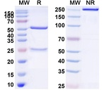 Datopotamab Humanized Antibody in SDS-PAGE (SDS-PAGE)