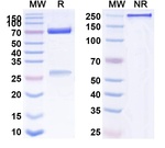 Dazukibart Humanized Recombinant Human Monoclonal Antibody