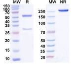 Domvanalimab Humanized Recombinant Human Monoclonal Antibody