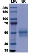 Dulaglutide Humanized Antibody in SDS-PAGE (SDS-PAGE)