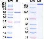 Eblasakimab Humanized Recombinant Human Monoclonal Antibody