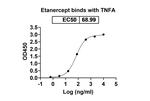 TNF alpha (Etanercept Biosimilar) Antibody in ELISA (ELISA)