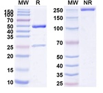 SSEA1 (CD15) (Fanolesomab Biosimilar) Antibody in SDS-PAGE (SDS-PAGE)
