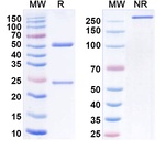 Golocdacimab Humanized Antibody in SDS-PAGE (SDS-PAGE)
