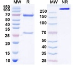 Idactamab Humanized Recombinant Human Monoclonal Antibody