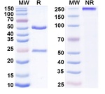 Imdevimab Humanized Antibody in SDS-PAGE (SDS-PAGE)