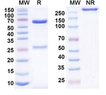 IO-202 Humanized Antibody in SDS-PAGE (SDS-PAGE)