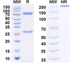 IPH4301 Humanized Antibody in SDS-PAGE (SDS-PAGE)