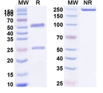 Itepekimab Humanized Recombinant Human Monoclonal Antibody