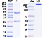 Ligufalimab Humanized Antibody in SDS-PAGE (SDS-PAGE)