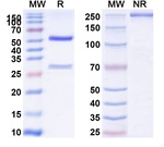 Maridebart Humanized Recombinant Human Monoclonal Antibody