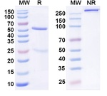 MK-3655 Humanized Antibody in SDS-PAGE (SDS-PAGE)