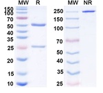Nofazinlimab Humanized Antibody in SDS-PAGE (SDS-PAGE)