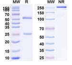 Oberotatug Humanized Antibody in SDS-PAGE (SDS-PAGE)