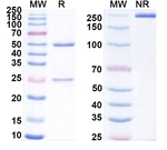 ROR2 (Ozuriftamab Biosimilar) Antibody in SDS-PAGE (SDS-PAGE)