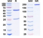 PD-1 (CD279) (Penpulimab Biosimilar) Antibody in SDS-PAGE (SDS-PAGE)