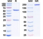 PD-1 (CD279) (Peresolimab Biosimilar) Antibody in SDS-PAGE (SDS-PAGE)