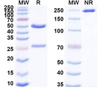 K-cadherin (Raludotatug Biosimilar) Recombinant Human Monoclonal Antibody