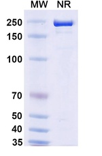 Rosnilimab Humanized Antibody in SDS-PAGE (SDS-PAGE)