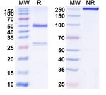 Runimotamab Humanized Antibody in SDS-PAGE (SDS-PAGE)