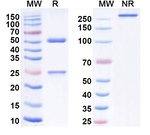 FAP/IL2v (Simlukafusp alfa Biosimilar) Antibody in SDS-PAGE (SDS-PAGE)