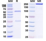 DKK1 (Sirexatamab Biosimilar) Antibody in SDS-PAGE (SDS-PAGE)